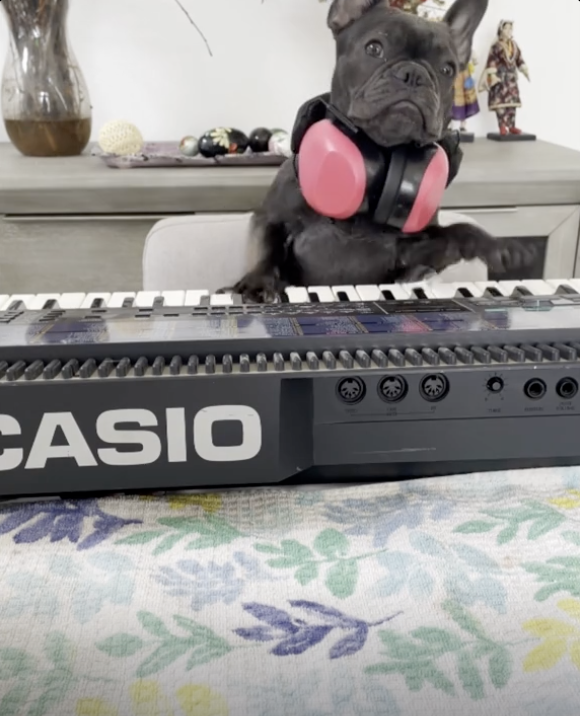 Frenchie’s Musical Magic: Tiny Paws, Big Talent! 🎹🐾 Watch Her Hit All the Right Notes !